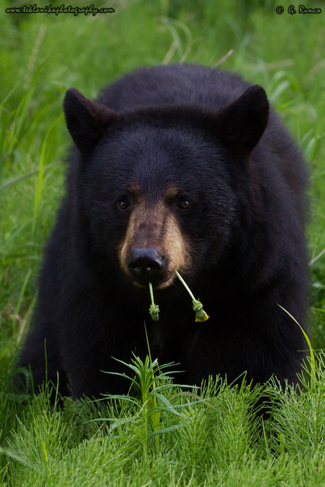 © Teklanika Photography 2014