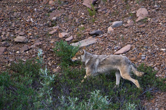 © Teklanika Photography 2014