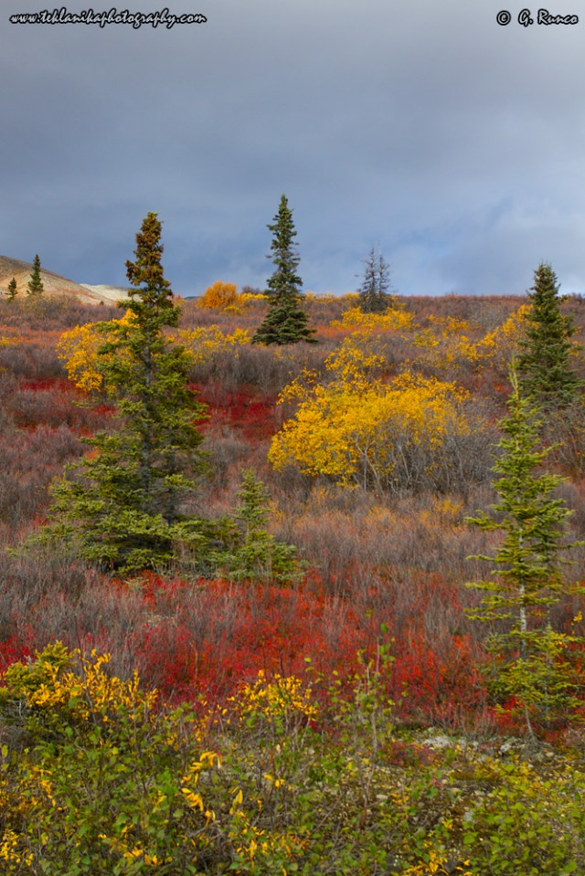 © Teklanika Photography 2014