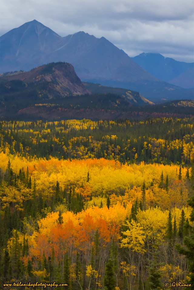 © Teklanika Photography 2014