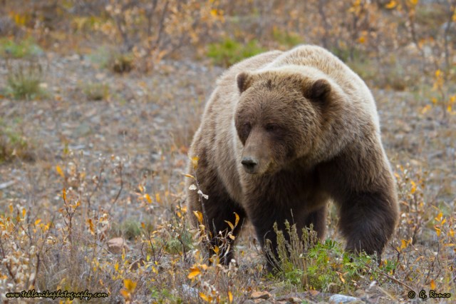 © Teklanika Photography 2014