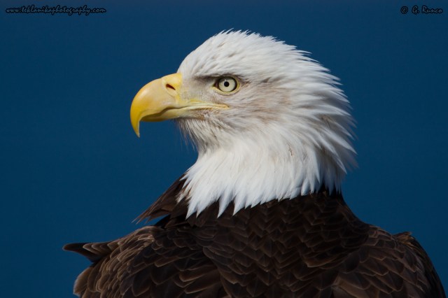 © Teklanika Photography 2014