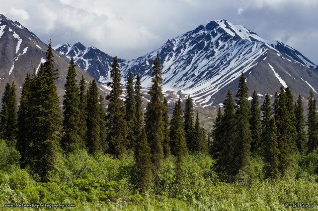 © Teklanika Photography 2014