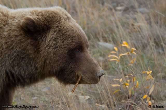 © Teklanika Photography 2014