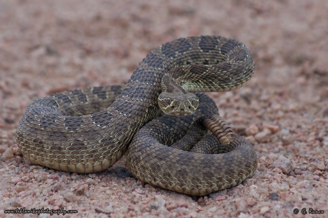 © Teklanika Photography 2010