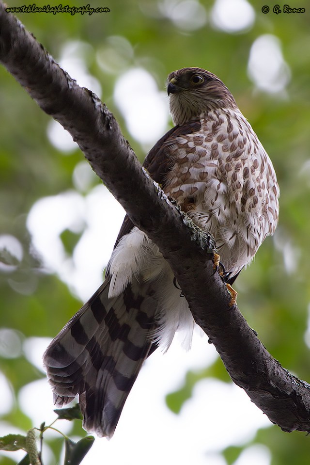 © Teklanika Photography 2014