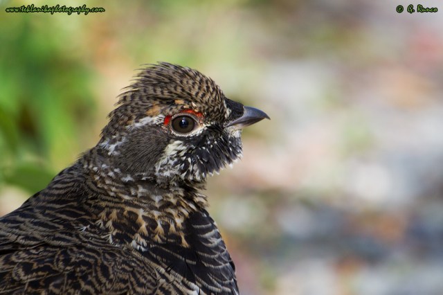 © Teklanika Photography 2014