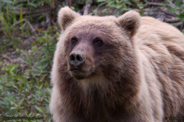 © Teklanika Photography 2014