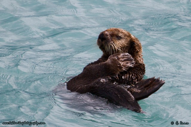 © Teklanika Photography 2014