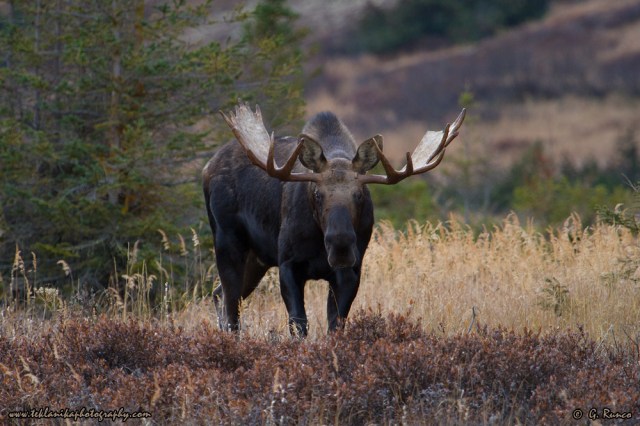 © Teklanika Photography 2014