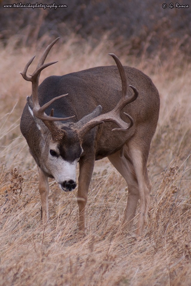 © Teklanika Photography 2009