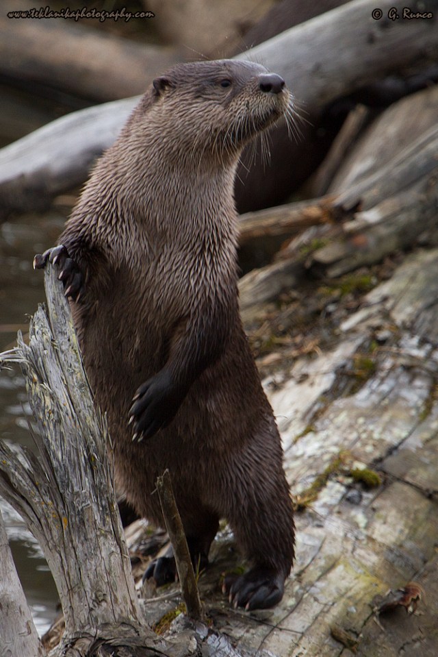 © Teklanika Photography 2014