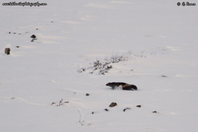 © Teklanika Photography 2014