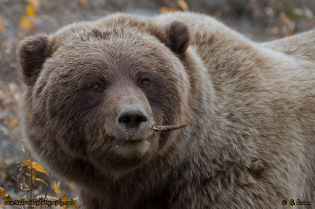 © Teklanika Photography 2014