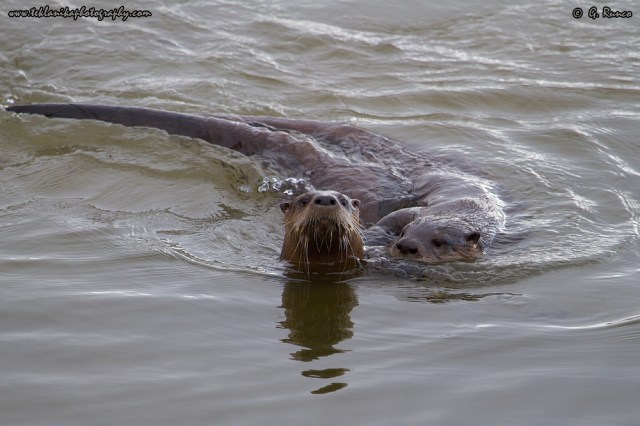 © Teklanika Photography 2014