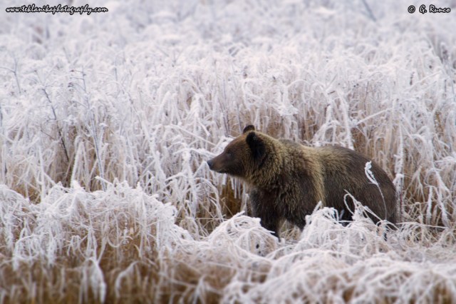 © Teklanika Photography 2014