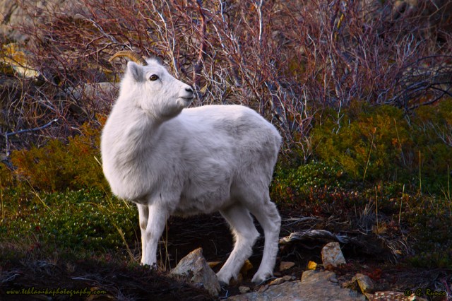 © Teklanika Photography 2014