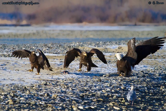 © Teklanika Photography 2014