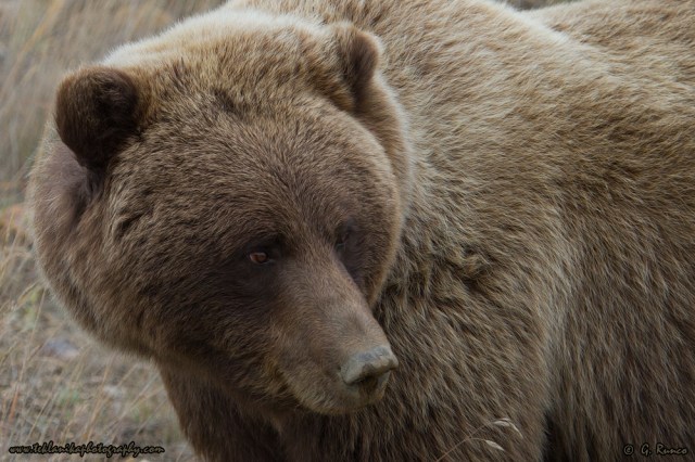 © Teklanika Photography 2014