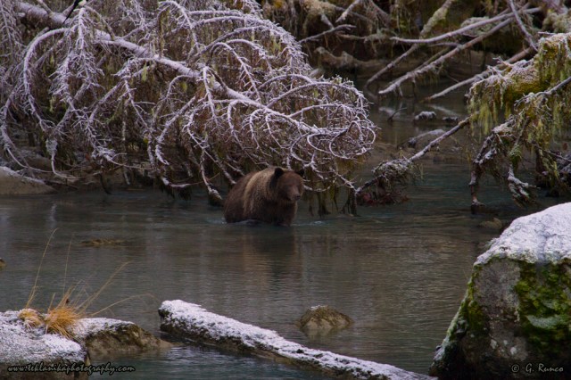 © Teklanika Photography 2014