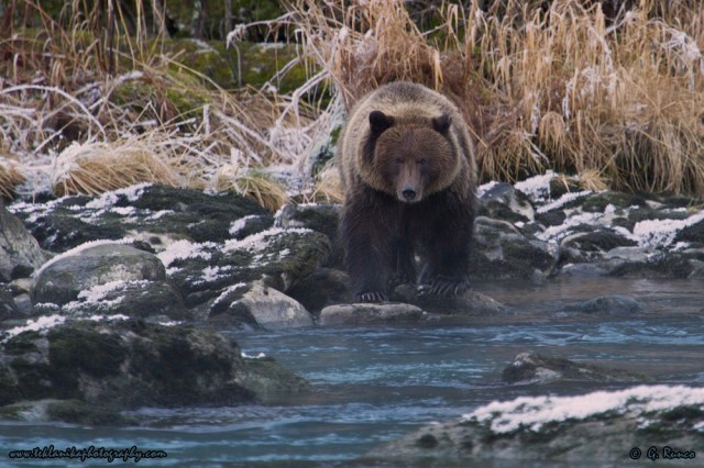 © Teklanika Photography 2014