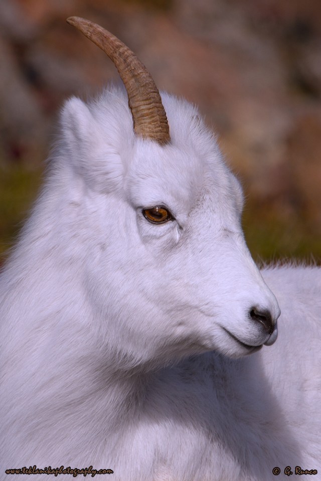 © Teklanika Photography 2014