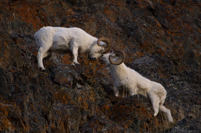 © Teklanika Photography 2014