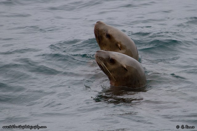 © Teklanika Photography 2014