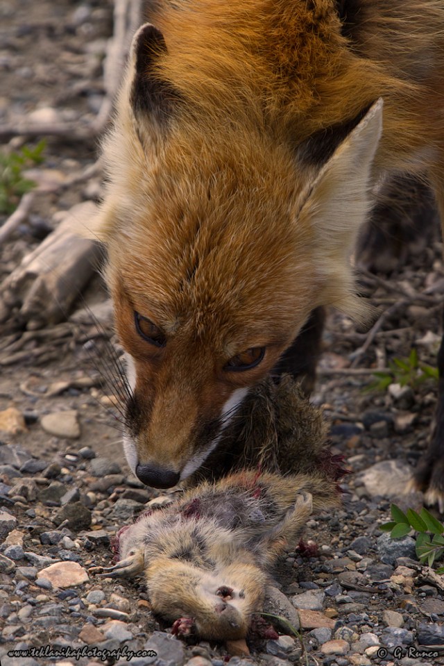 © Teklanika Photography 2014