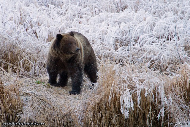 © Teklanika Photography 2014