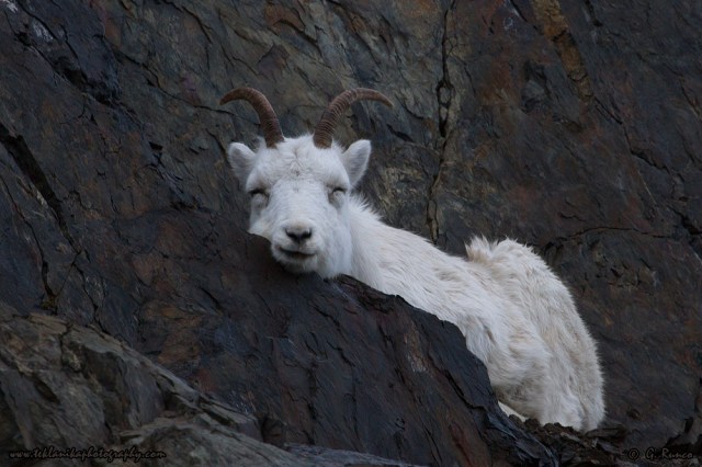 © Teklanika Photography 2014