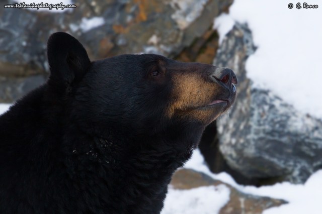 © Teklanika Photography 2014