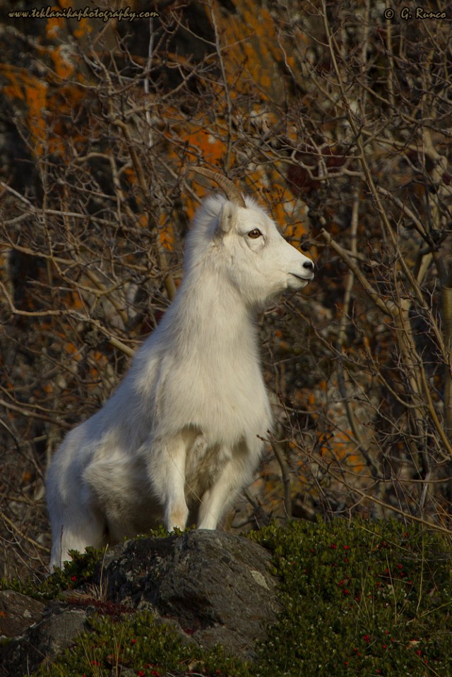 © Teklanika Photography 2014