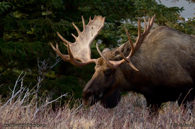 © Teklanika Photography 2013