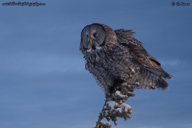 © Teklanika Photography 2012