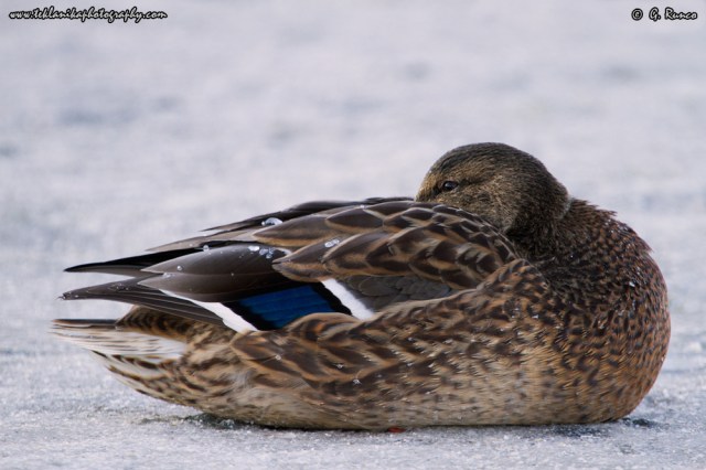 © Teklanika Photography 2015