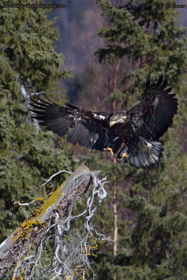 © Teklanika Photography 2014