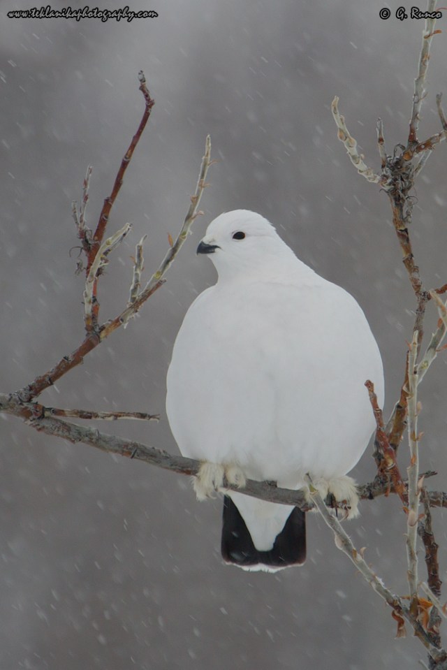© Teklanika Photography 2015
