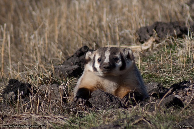 © Teklanika Photography 2009