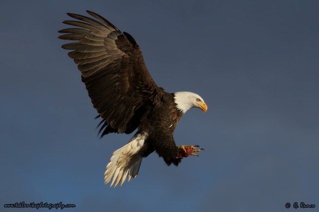 © Teklanika Photography 2014