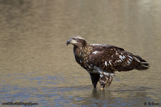 © Teklanika Photography 2014
