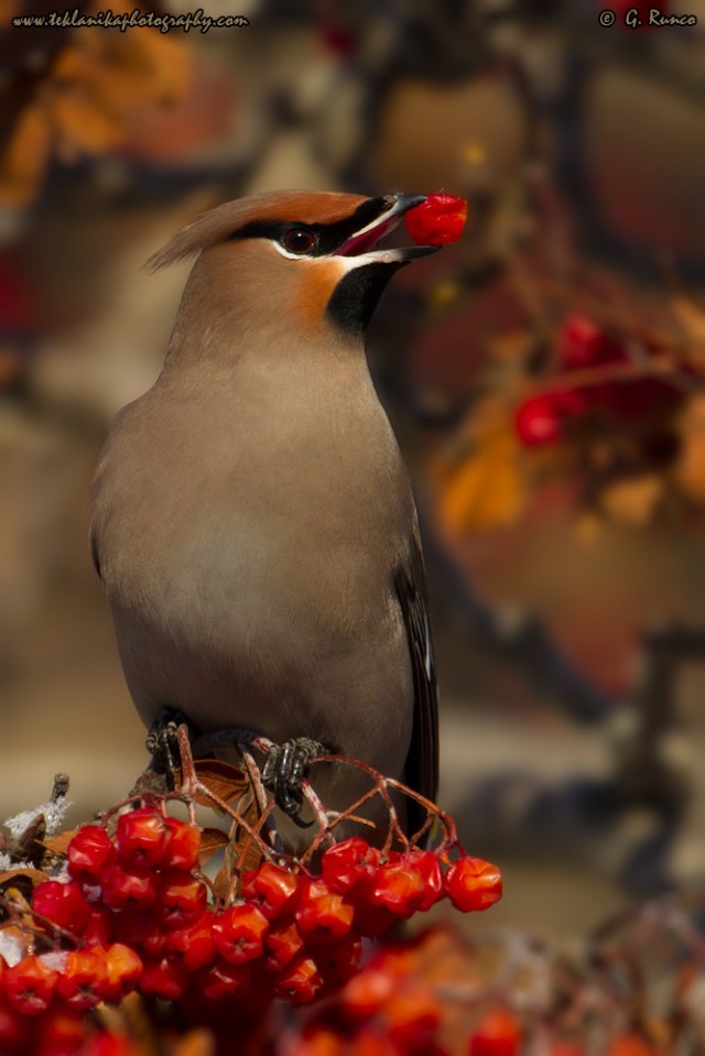 © Teklanika Photography 2015