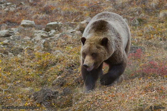 © Teklanika Photography 2014