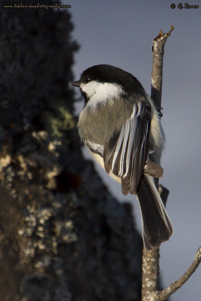 © Teklanika Photography 2015