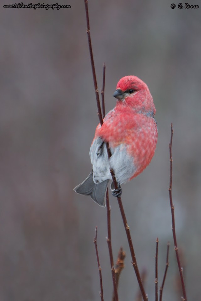 © Teklanika Photography 2015