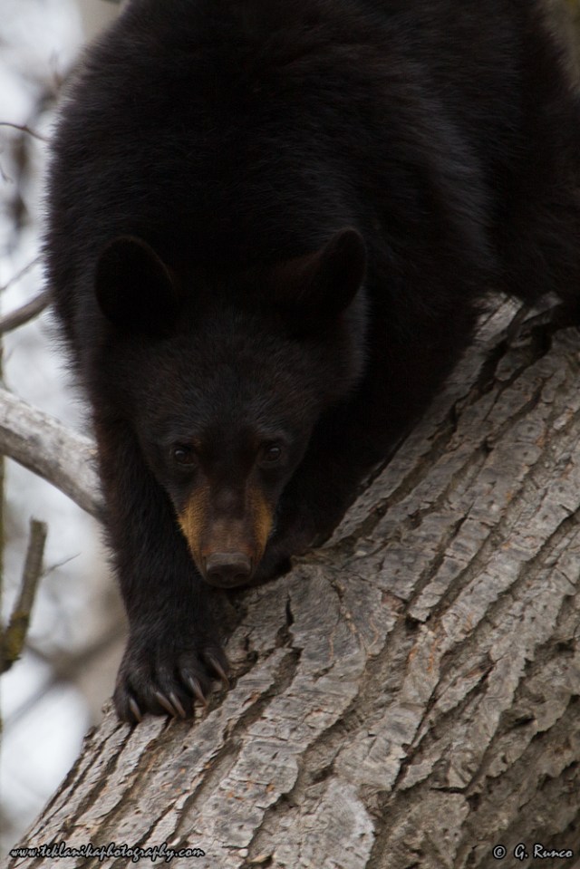 © Teklanika Photography 2015