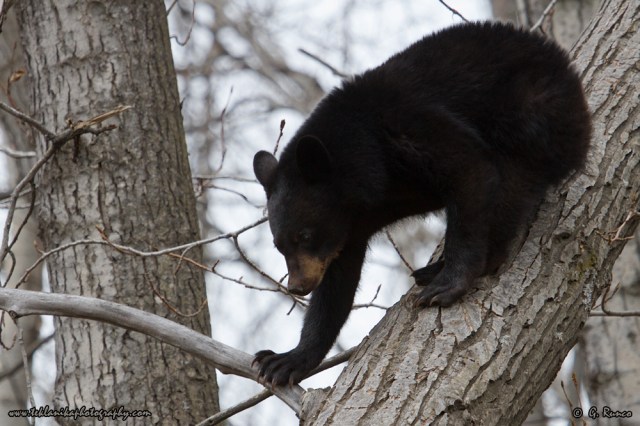 © Teklanika Photography 2015