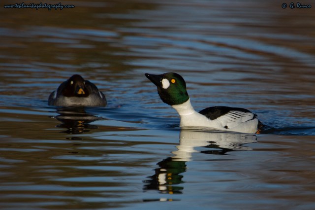 © Teklanika Photography 2015