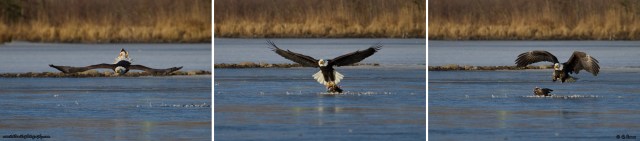 © Teklanika Photography 2015