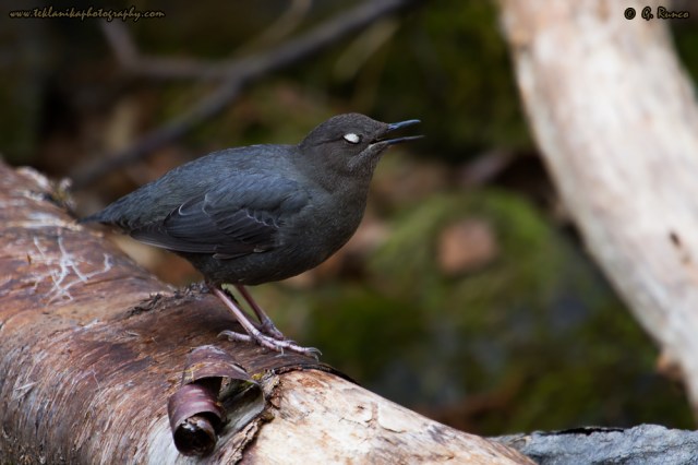 © Teklanika Photography 2015